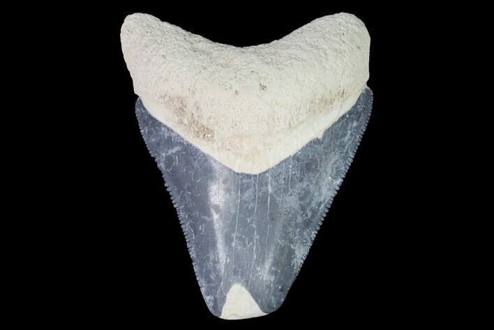 Serrated, Bone Valley Megalodon Tooth - Florida #99841
